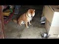 おやつの隠し場所に近付かれると挙動不審になる柴犬 Shibe behave suspiciously near the hiding place of dog treats.