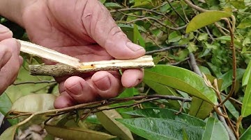 Cách trừ sâu đục thân trên cây nguyệt quế, cây có múi