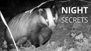 AMAZING Trail Camera Night Footage in European Forest | Foxes, Martens, Deer & More