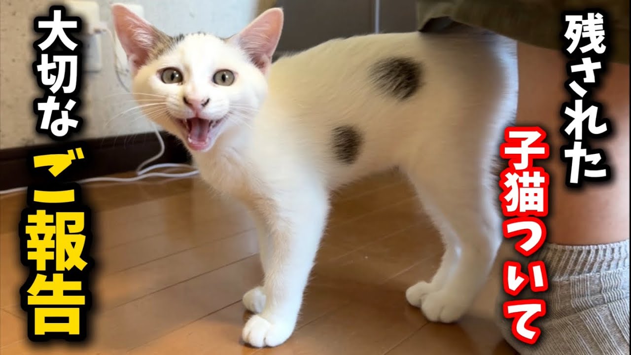 ママと兄弟が譲渡され残された子猫について大切なお知らせがあります