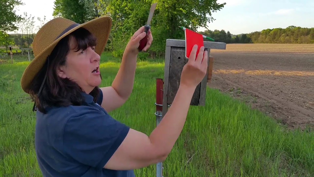 Checking the Bluebird Houses