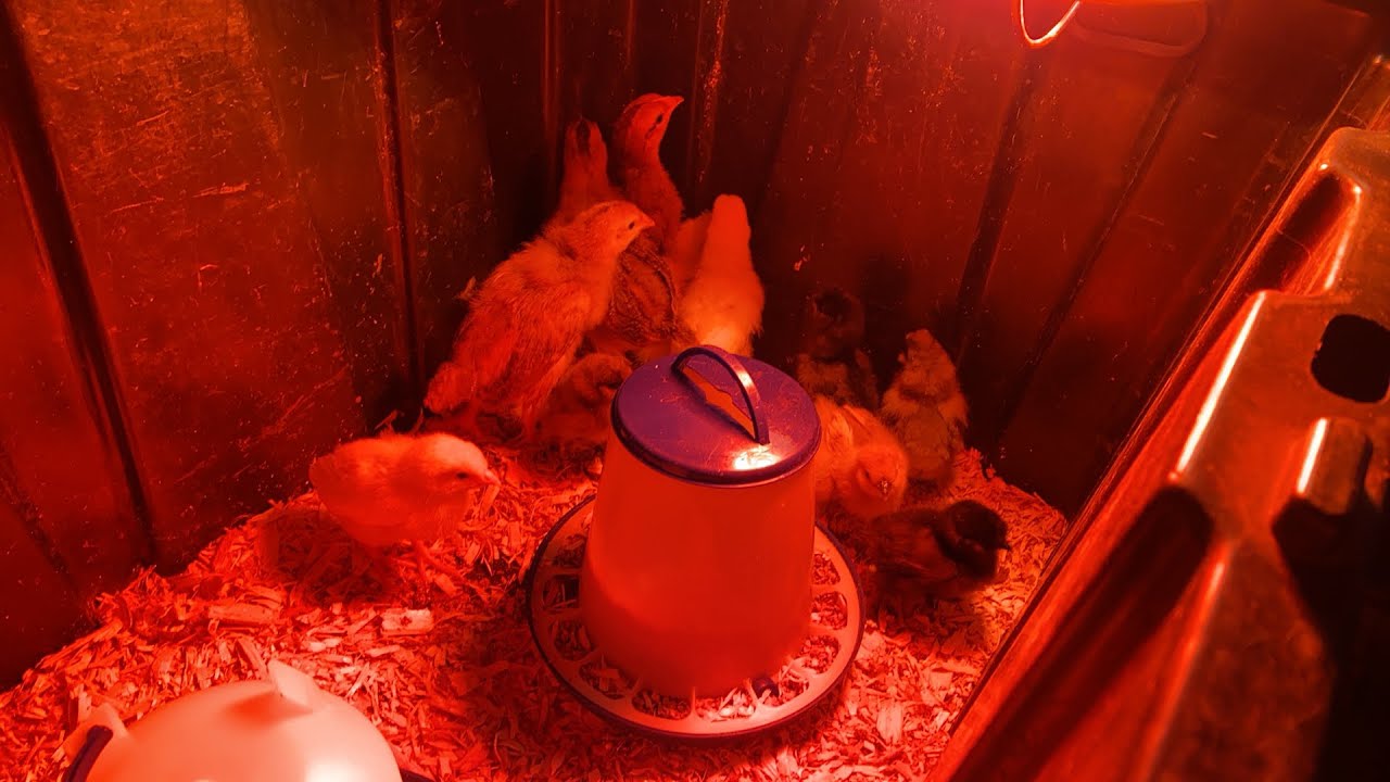 Little Chicks Youtube