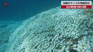 【速報】沖縄のサンゴ大規模白化 高水温影響、死滅も確認
