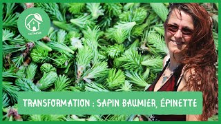 Sapin baumier et épinettes: transformations et productions de produits de terroir