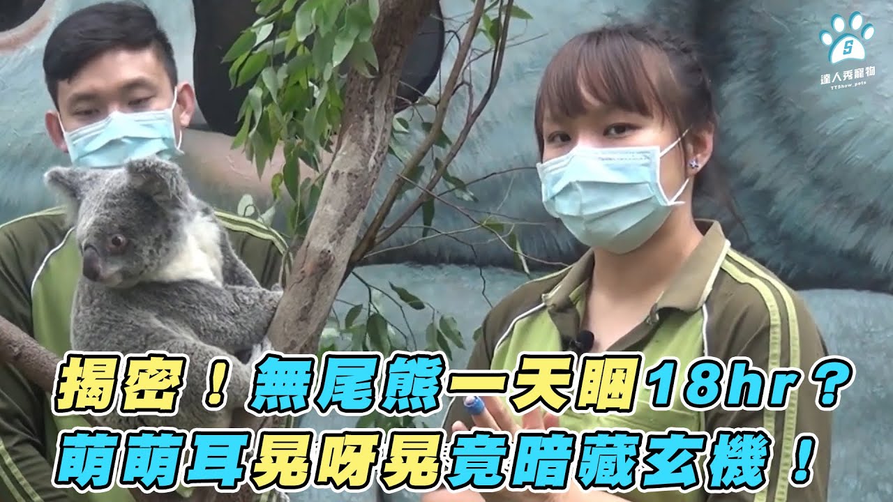 【揭密！無尾熊一天睏18hr？ 萌萌耳晃呀晃竟暗藏玄機！】｜ 