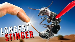 STUNG by the World's LONGEST Stinger!