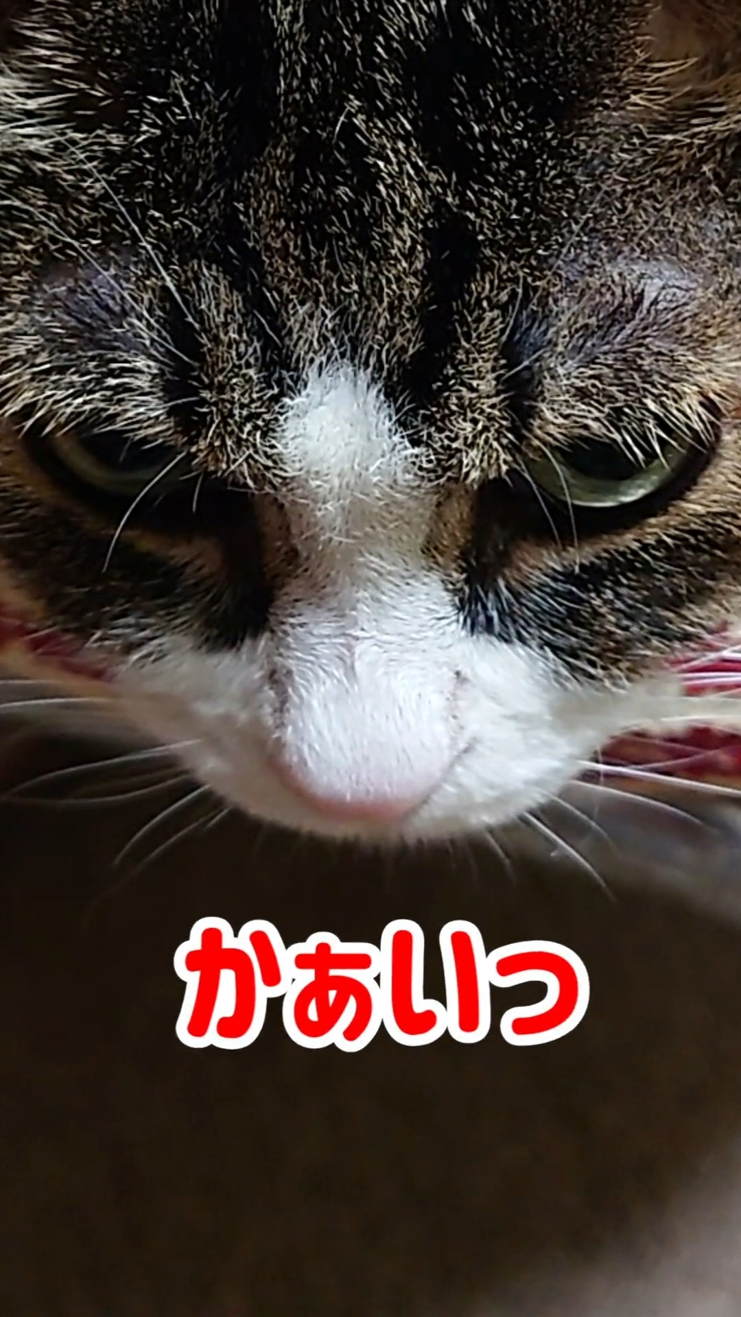 Nekoroku - YouTube