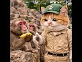 きょう5月4日は #動物園の日 ふてニャン飼育員✨お猿さんにバナナをプレゼント🍌 #ふてニャン #猫 #cat