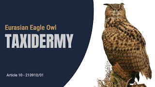 Eurasian Eagle Owl Taxidermy