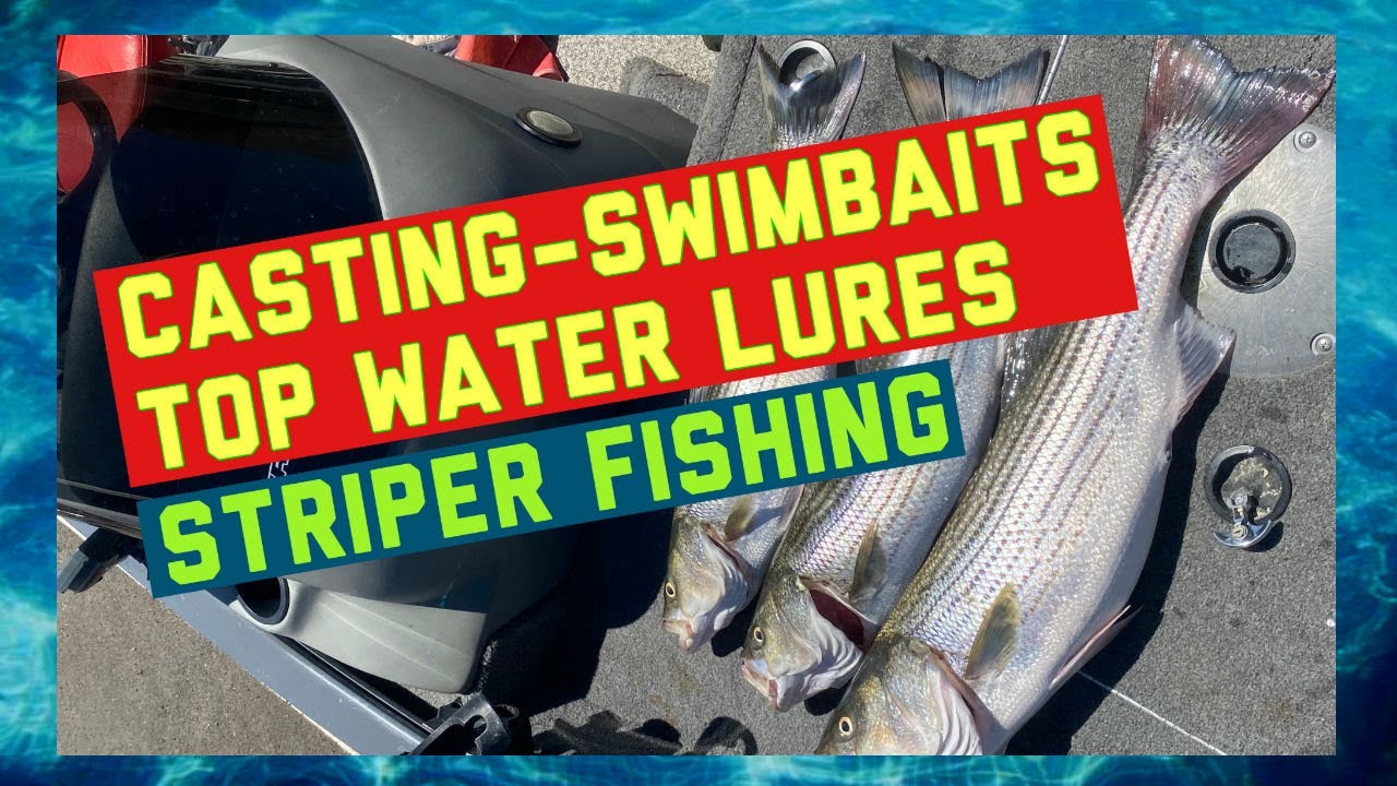 GIANT Striped Bass SWIMBAIT Fishing YouTube