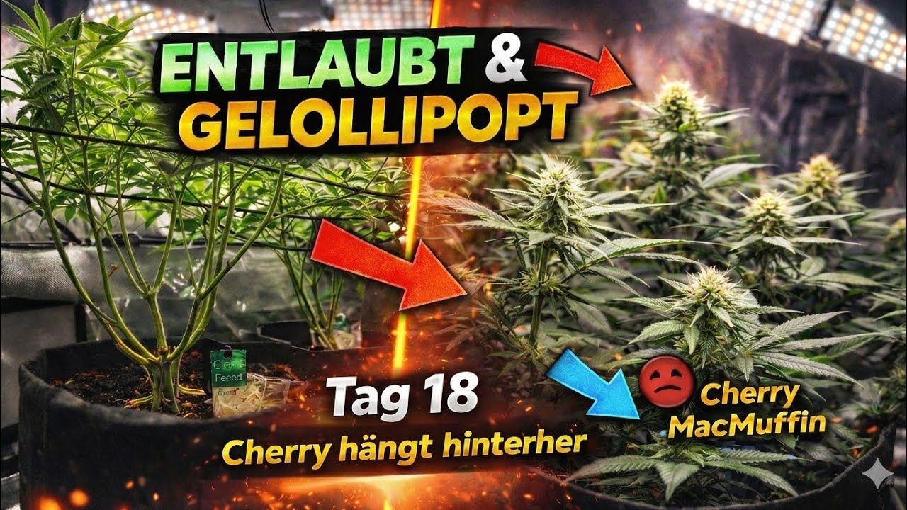 Удаление листьев и обрезка верхушек во время цветения: почему сорт Cherry Mac Muffin отстает в ра...