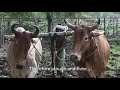 Krsigoraksyavanijyam explanation of cow protection  agriculture byg srila prabhupada