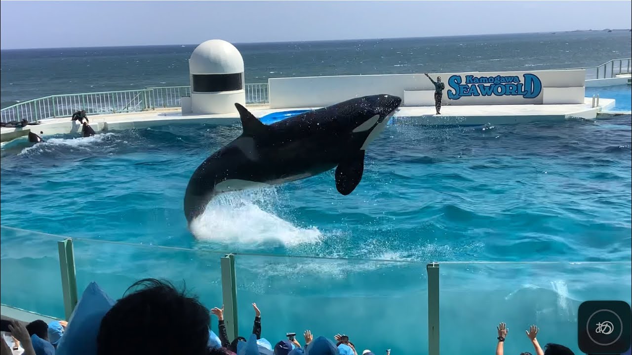 2022.5.4 13:32 オルカパフォーマンス　鴨川シーワールド