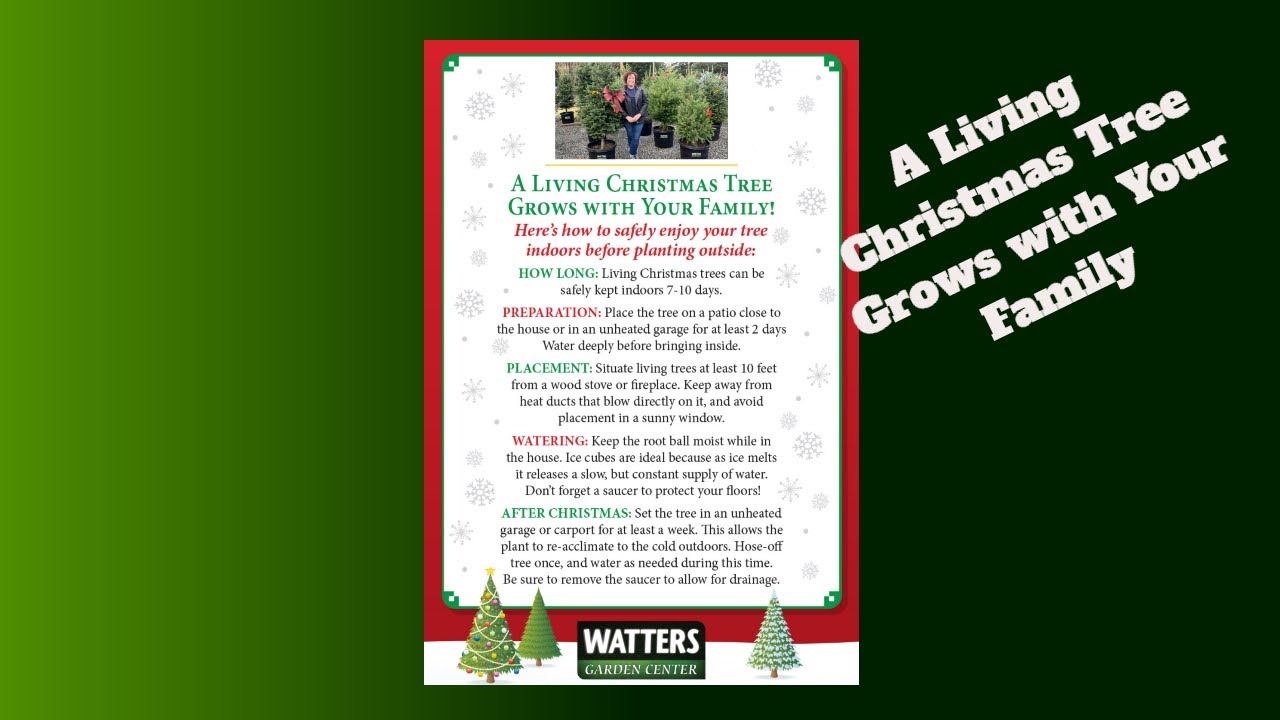 A Living Christmas Tree Grows with Your Family YouTube