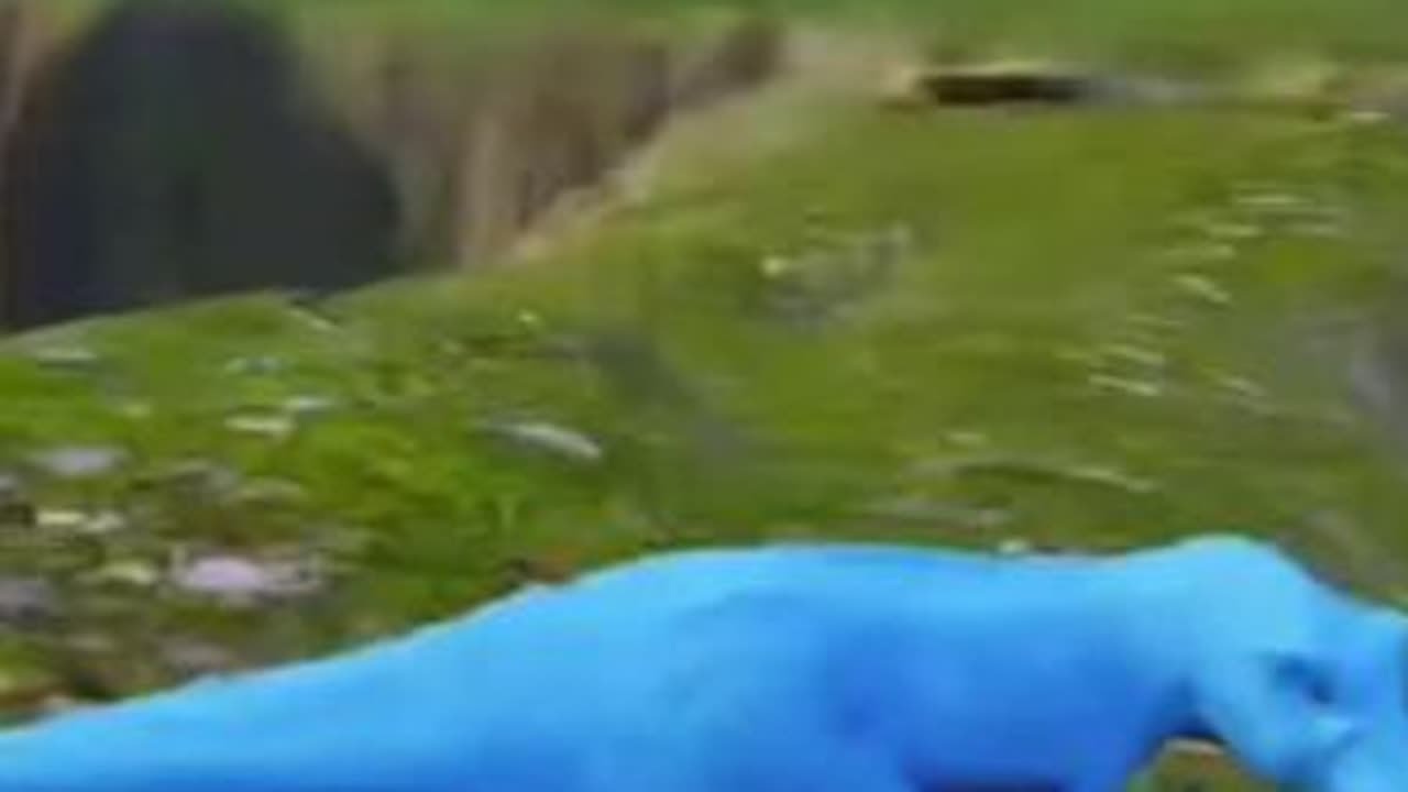 #龙岛异兽阿乐 #恐龙岛阿乐 好了不多说，社会哥聪明着