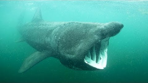 How do you save a shark you know nothing about? | Simon Berrow