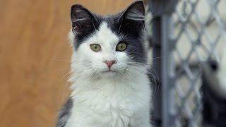 50,000 Cats: Celebrating a Milestone of Hope by Feral Cat Coalition of Oregon 1,743 views 12 years ago 2 minutes, 5 seconds