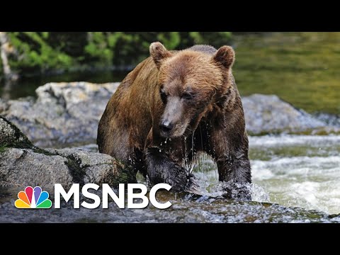Trump Ends Obama-Era Ban On 'Barbaric' Hunting Practices | The 11th Hour | MSNBC