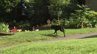Winston-Salem neighborhood concerned about wandering dog
