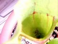 Plantas Carnivoras - Carnivorous Plants - Sarracenia Purpurea