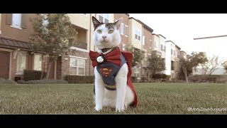 The Super Adventures Of Morty Kitten First Flight