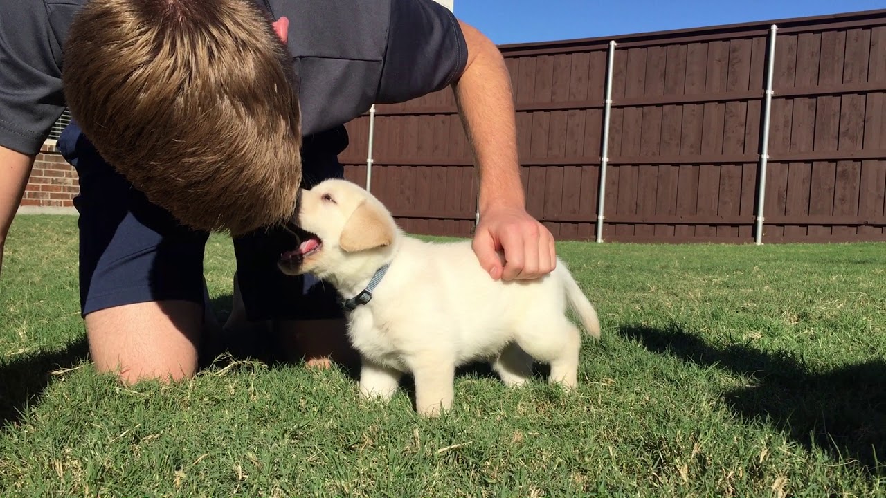 Male Vs Female Labrador Retriever Which Is Better For You