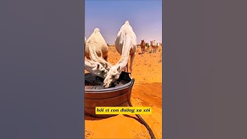 Nguồn nước quý giữa lòng sa mạc cho lạc đà #shorts