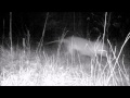 Possible Thylacine (Tasmanian Tiger) Trail Cam Footage