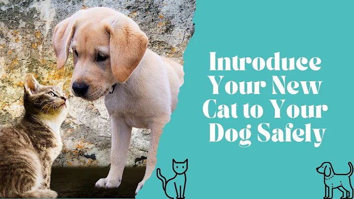 Introducing a New Cat or Kitten to Your Dog  - The Safe Way