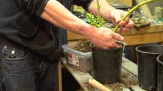 Weeping Willow (Salix babylonia) Propagation & Cloning