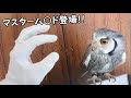 フクロウと遊びたい「ますた～はんど」