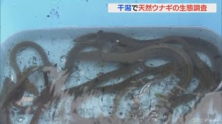 天然ウナギの生態調査　伝統の「石倉カゴ」で“大漁”　生息地の干潟に一定数住み着く　愛知･豊橋市(2022/5/31)