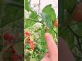 Controllo Insetto adulto #TutaAbsoluta #Pomodoro Svernante #2023 ok 👍🍅