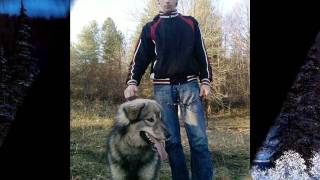 Kemal Malovcic Kroz Moj Zivot Mnogo Je Proslo Zena Eli.wmv Kemal Malovcic Kroz Moj Zivot Mnogo Je Proslo Zena Eli.wmv