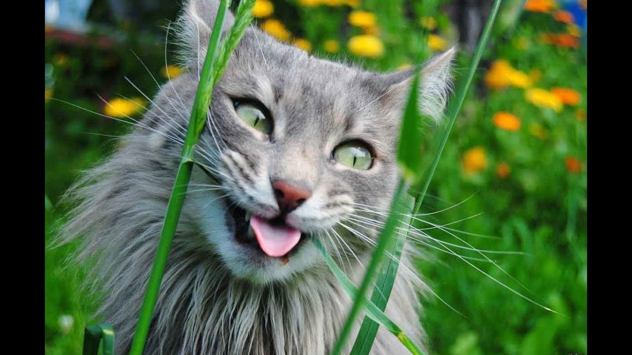 Vovan Mix feat. MC KOT - kot narkot