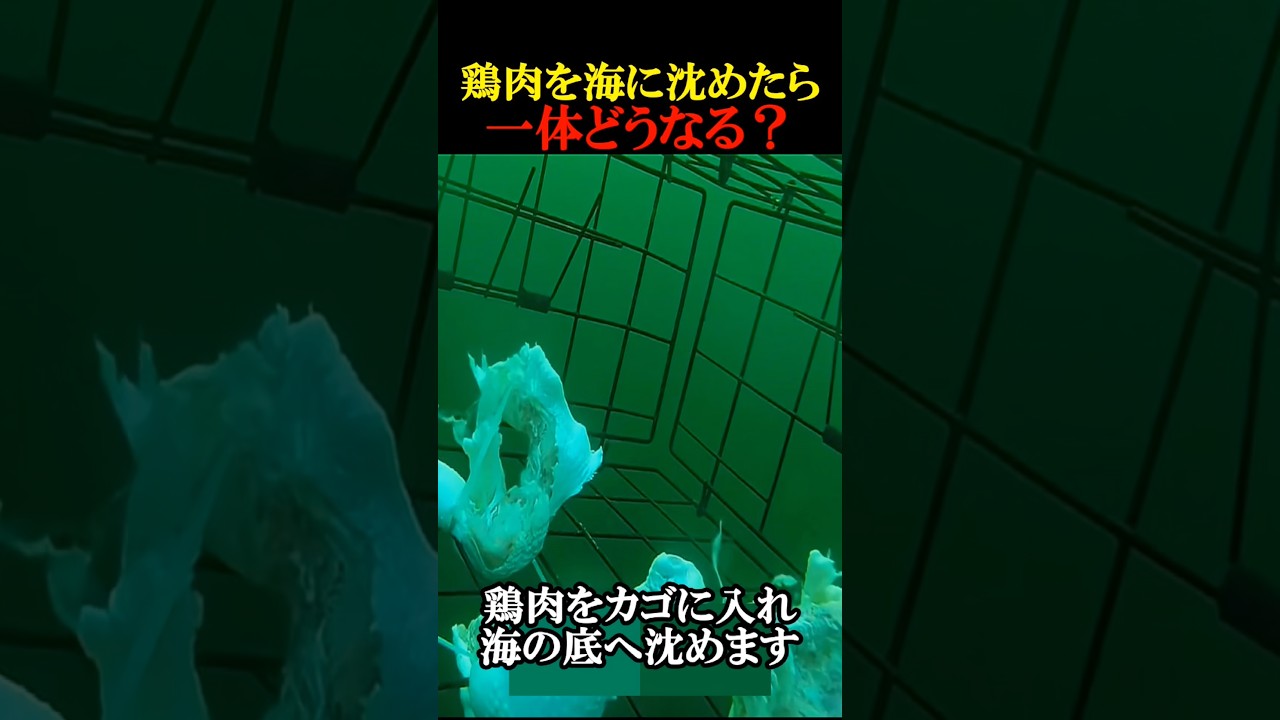 鶏肉を海の底に沈めた結果