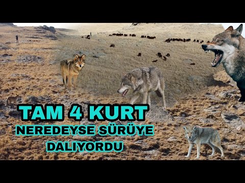 KURTLAR KUZU SÜRÜSÜNE DALIYORDU