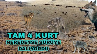 I recorded 4 wolves in east of Turkey