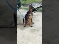 #shorts #dog #germanshepherd #doglover #shortvideo#shortsfeed