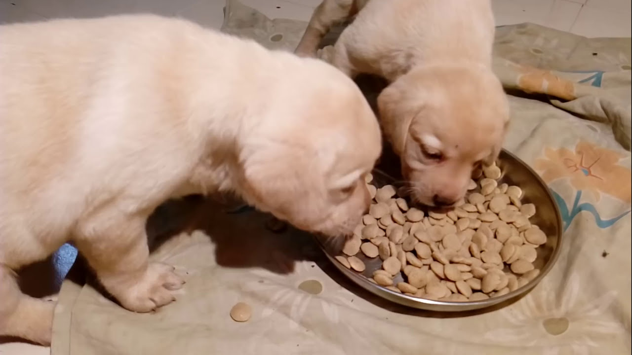 Labrador Puppy Food Chart India