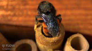 Nesting in the Flow pollinator house! 🐝🏡💛