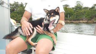 愛犬と初めての一泊二日｜遊覧船に乗り、円通院で絶景を楽しむ｜宮城県松島町【豆柴暮らし】