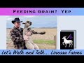 Feeding lambs and goat kids grain  linessa farms spring walk and talk