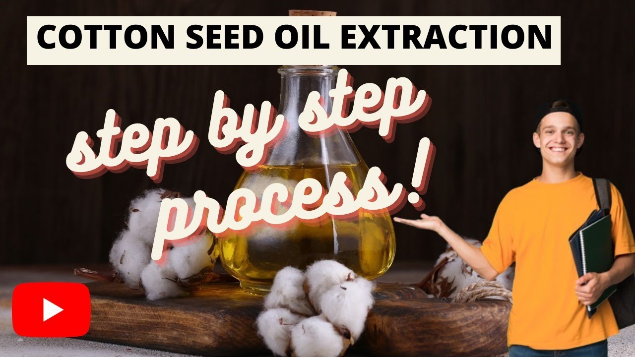 How Cotton Seed Oil is Processed in Factories How It’s Made