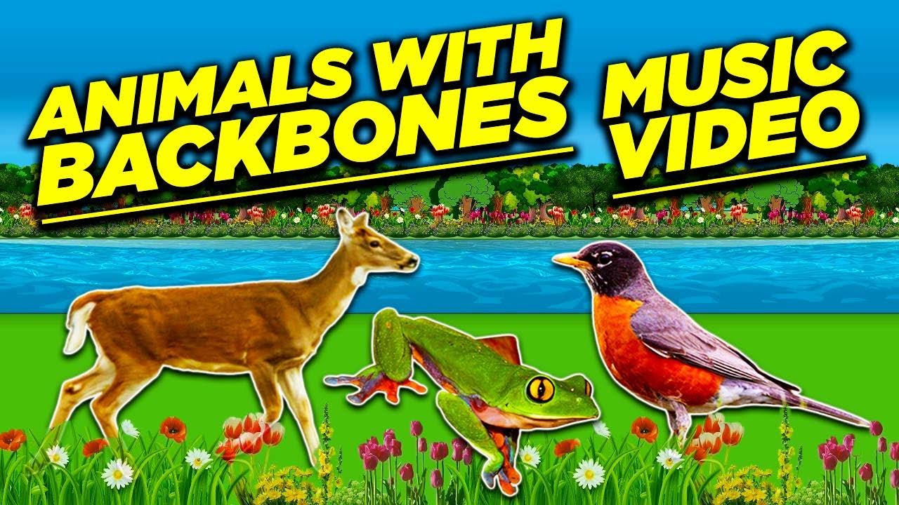 Animals With Backbones (Music Video): Tootie's Education Empire 2020