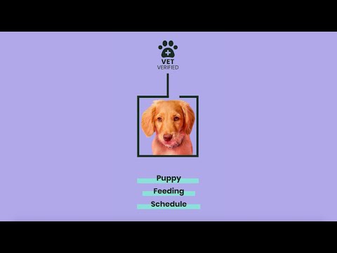 New Puppy Feeding FAQ'S - All you need to know from Vet Linda