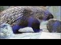 #02.Baby Hystrix indica.インドタテガミヤマアラシの赤ちゃん。