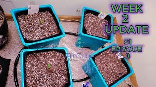 AirCube Hydroponics Grow Update Ep 3 | Seedling Stage Progress with Autoflowers!