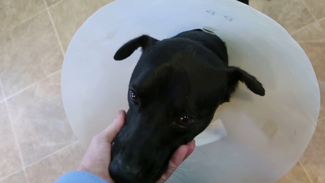 camera iphone 8 plus apk MVI 4027