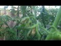 Pollinating tomatoes organic hawaii